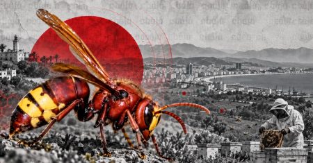 الدبور الشرقي يظهر في طنجة وسط تحذيرات من مخاطر صحية وبيئية