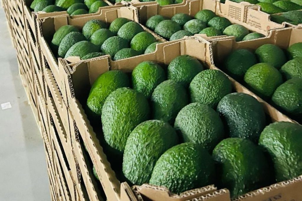تراجع صادرات الأفوكادو المغربي بـ 46 % يهيمن على أول مؤتمر دولي للقطاع بطنجة